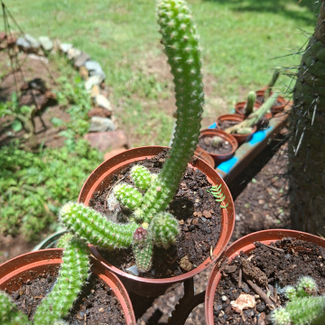 Chamaecereus silvestrii (L) - peanut cactus