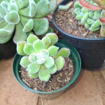Echeveria setosa Rose & purpus (s) - Mexican fire cracker