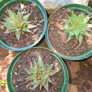 Aristaloe aristata (m) - Lace Aloe or Guinea fowl aloe