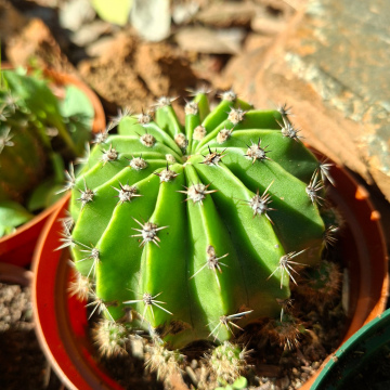 Echinopsis oxygona (L) - pink Easter lily cactus