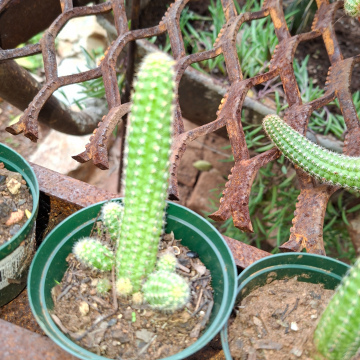 Chamaecereus silvestrii (m) - peanut cactus