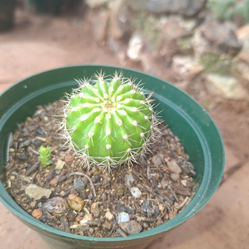Echinopsis oxygona (s) - pink Easter lily cactus