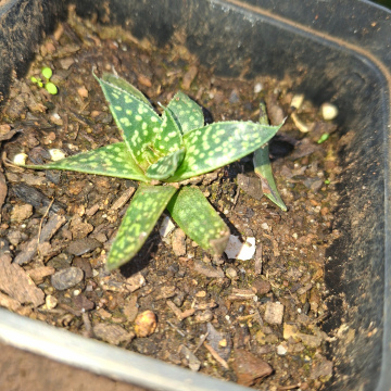 Gasteraloe (s)- Aloe hybrid