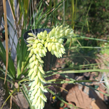 Sedum morganianum (m) - donkey tail/burro's tail