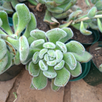 Echeveria setosa Rose & purpus (m) - Mexican fire cracker