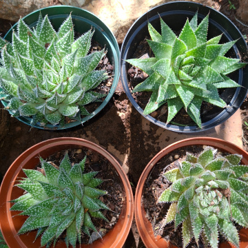 Aristaloe aristata (L) - Lace Aloe or Guinea fowl aloe
