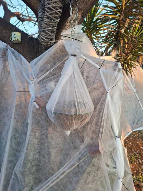 succulent frost protection cover