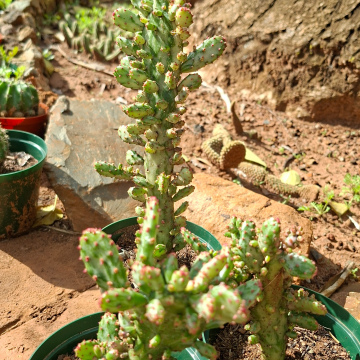 Opuntia monacantha variegata (L) - Variegated Joseph's coat